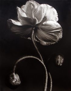 Willis F. Lee, a single open poppy on a curved stem with a bud and a seed pod against a dark ground