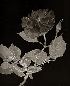 Willis F. Lee, a full open bloom with a bud and broad textured leaves against a dark ground