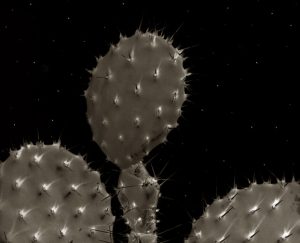 Willis F. Lee, prickly pear cactus pads against a dark sky