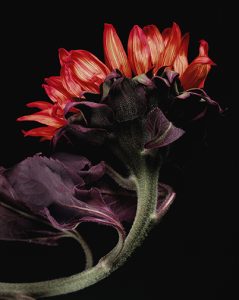 Willis F. Lee, a sunflower in colour, red and orange petals above a dark purple leaf