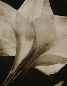 Willis F. Lee, an amaryllis bloom seen close, its petals filling the frame