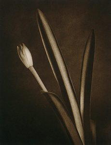 Willis F. Lee, an unopened amaryllis bud rising between two upright leaves