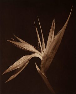 Willis F. Lee, a bird of paradise flower, its bracts and pointed petals against a dark ground