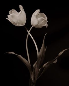 Willis F. Lee, two tulips with crossed stems against a dark ground