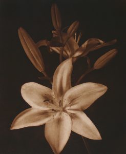 Willis F. Lee, a lily in full bloom with buds behind it