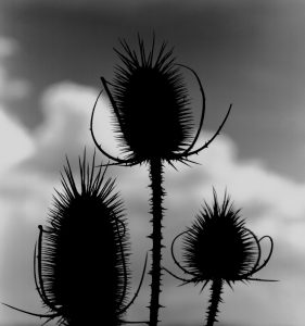 Willis F. Lee, three thistle heads in silhouette against a clouded sky