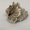 Conch Shell Horn, Peruvian