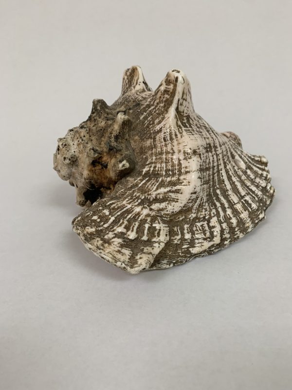 Conch Shell Horn, Peruvian