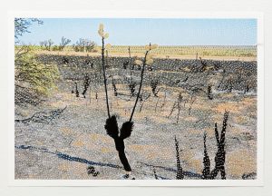 William Greiner and Matt Clark, The Space Between #2, a flat expanse of pale desert ground with two tall bare stalks rising at the centre, the ground and the sky worked over in dense white dots and the stalks and the low stubs around them filled solid black