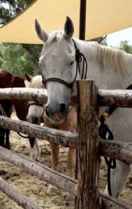 Saddled horses standing at a timber corral fence under a shade sail at Bishop's Lodge, a grey nearest the rail with others behind it.