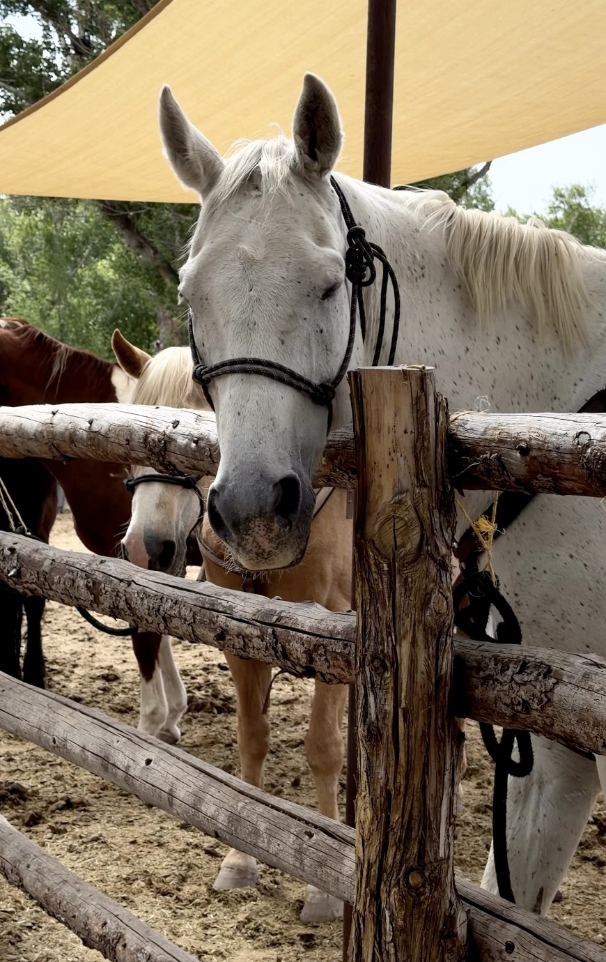 Saddled horses standing at a timber corral fence under a shade sail at Bishop's Lodge, a grey nearest the rail with others behind it.