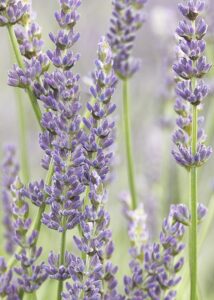 Lavender in flower, several spikes of purple buds on pale green stems filling the frame, with more of the crop soft behind them.